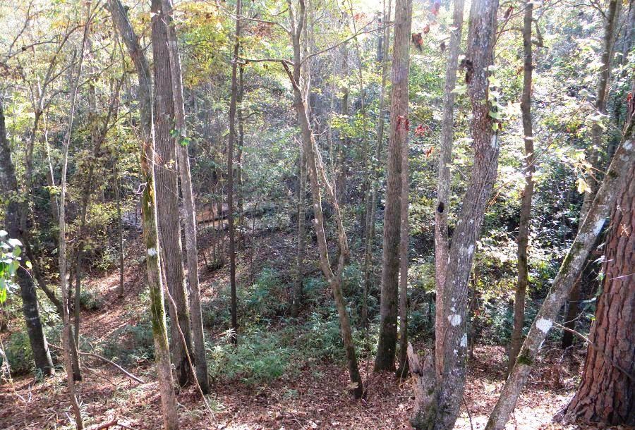 Beaver Dam Pond Photo