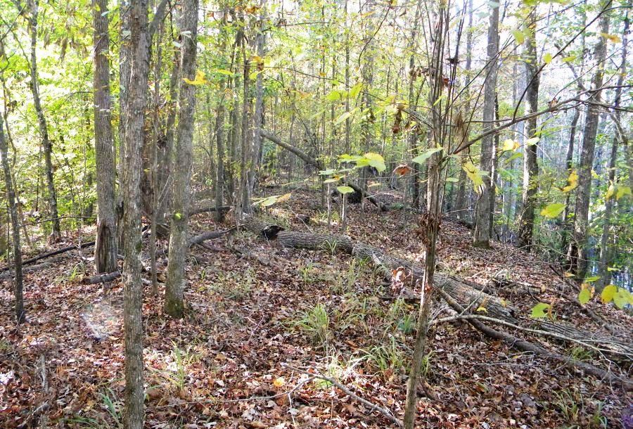 Beaver Dam Pond Photo