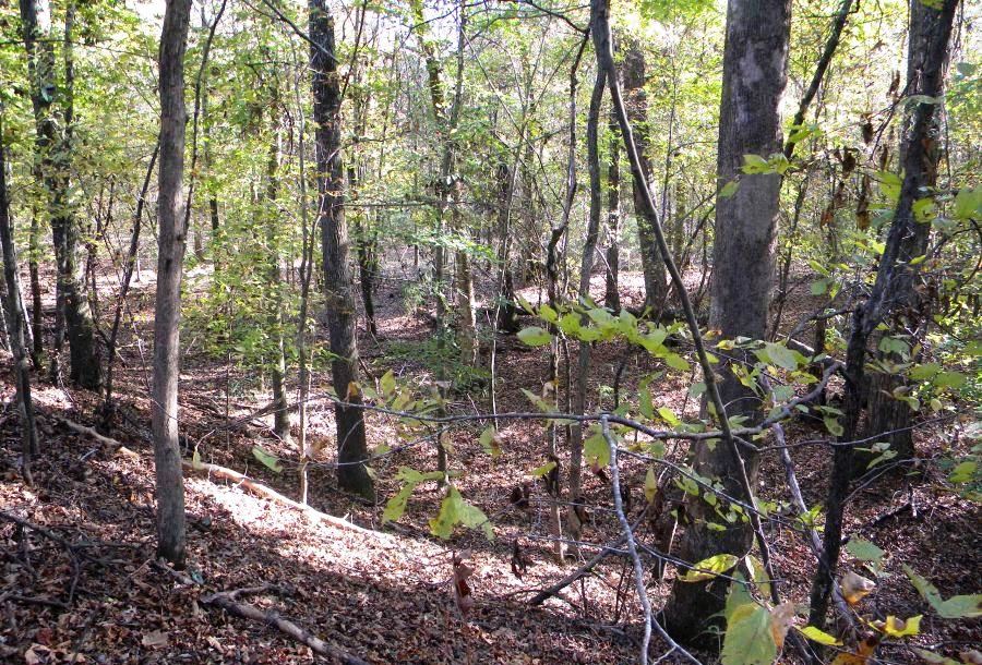 Beaver Dam Pond Photo