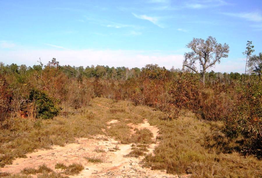 Beaver Dam Pond Photo