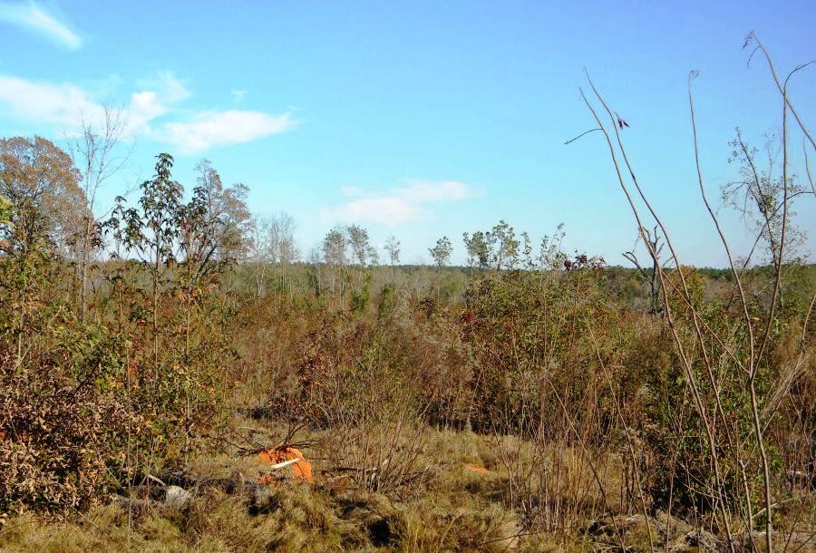 Beaver Dam Pond Photo