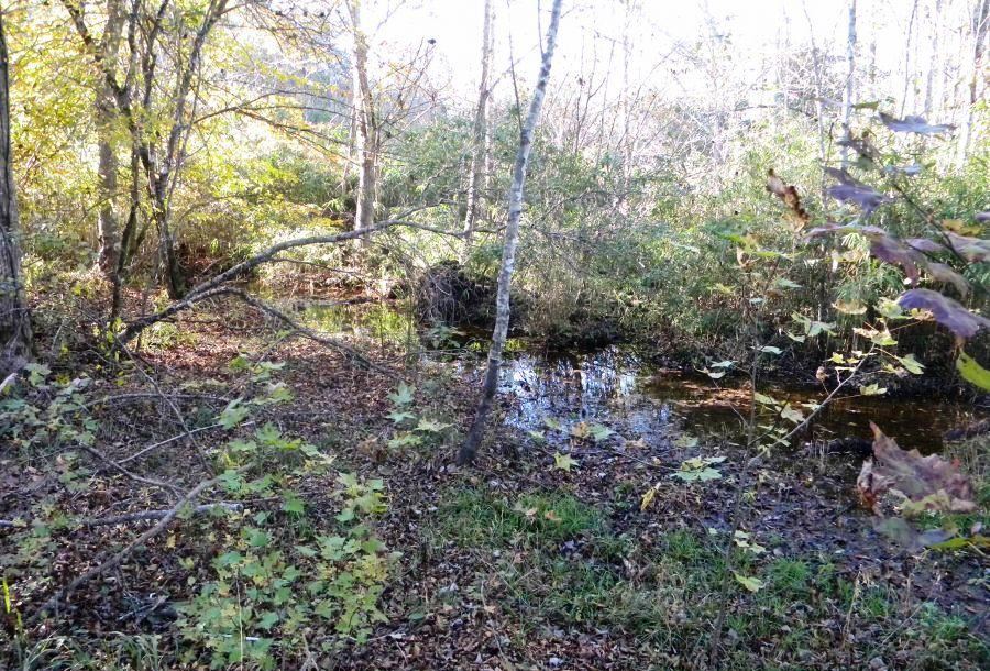 Beaver Dam Pond Photo