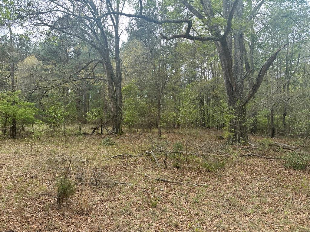 Mulberry Pond Photo