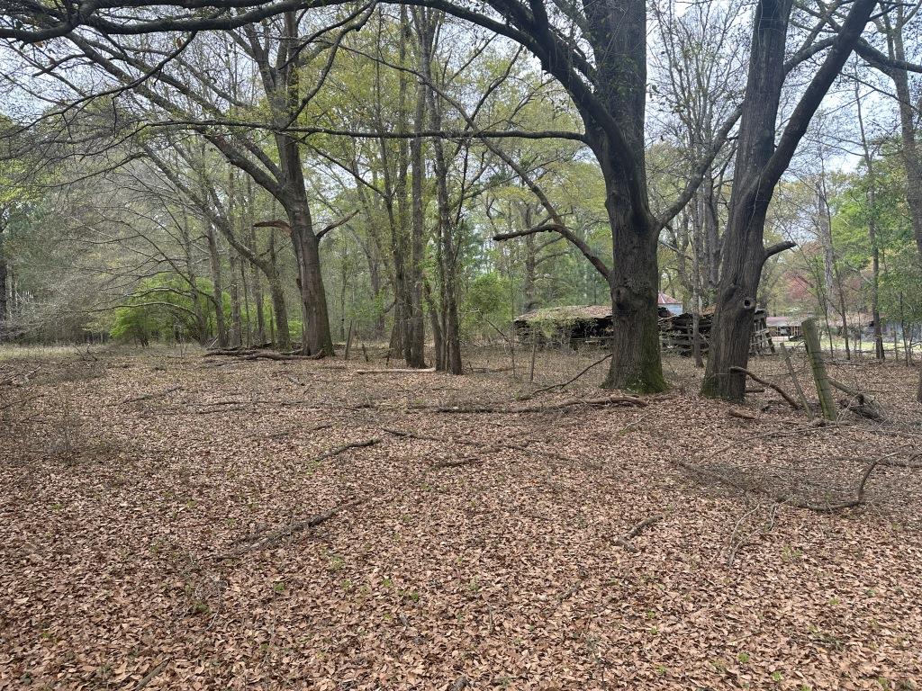 Mulberry Pond Photo