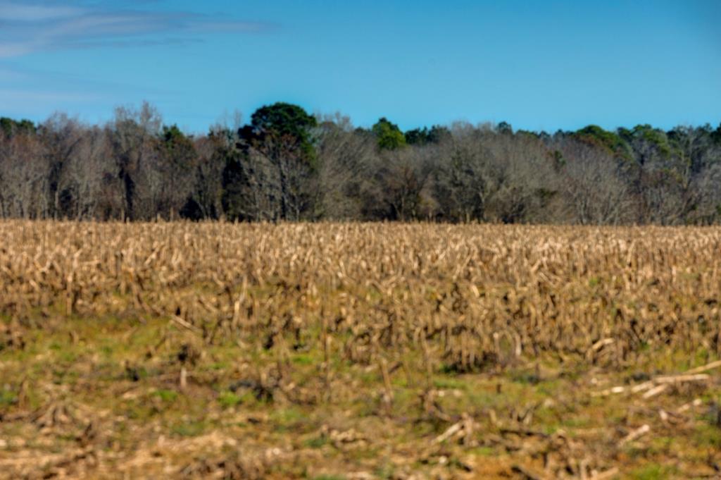 Kennedy Bridge Farm Photo