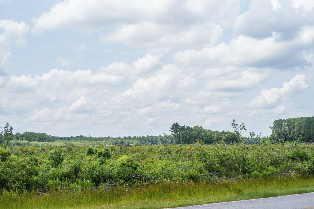 Brantley Timber Tract Photo