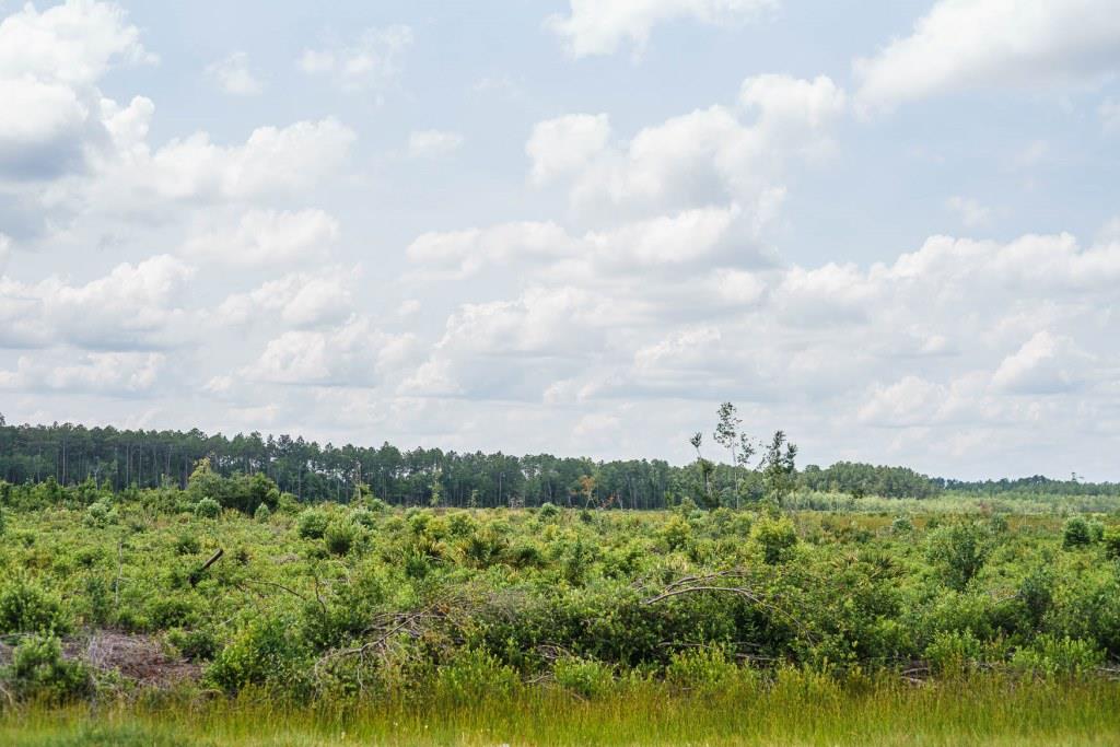 Brantley Timber Tract Photo