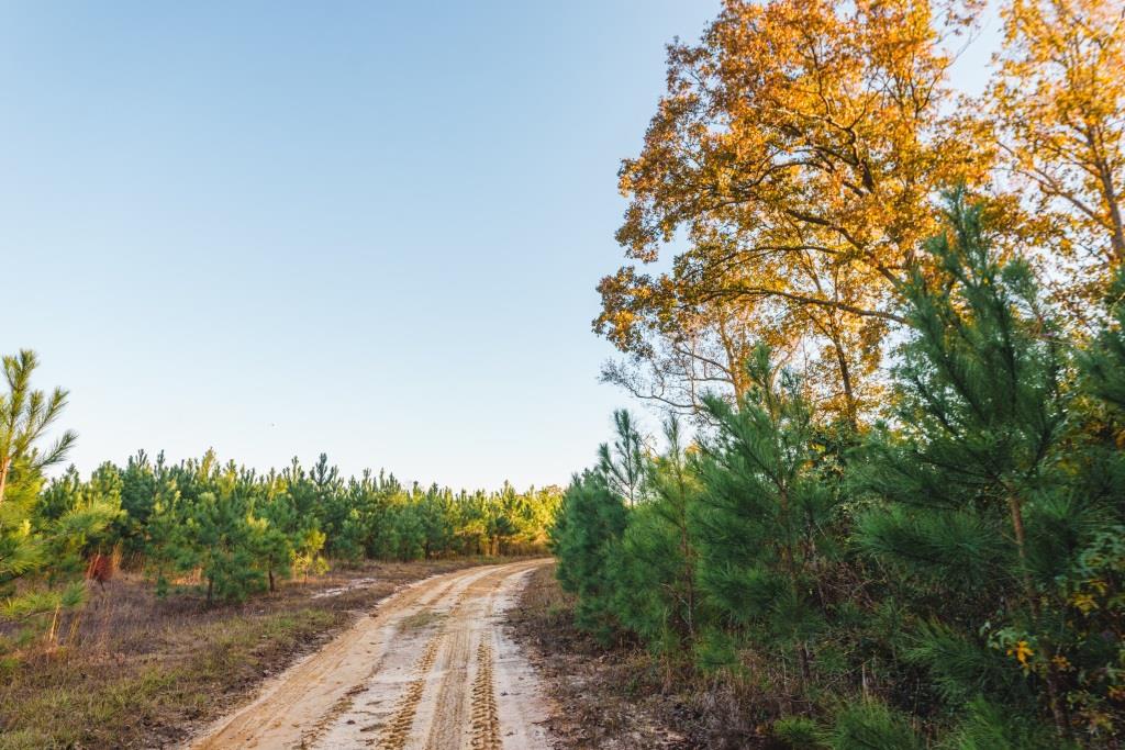 McBean Creek Timber Photo