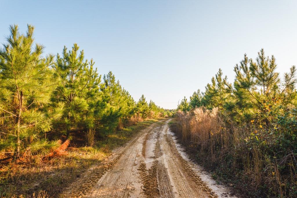 McBean Creek Timber Photo