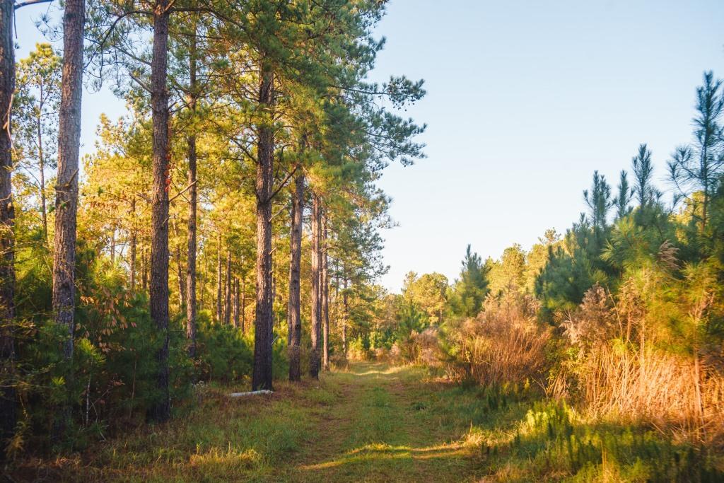 McBean Creek Timber Photo