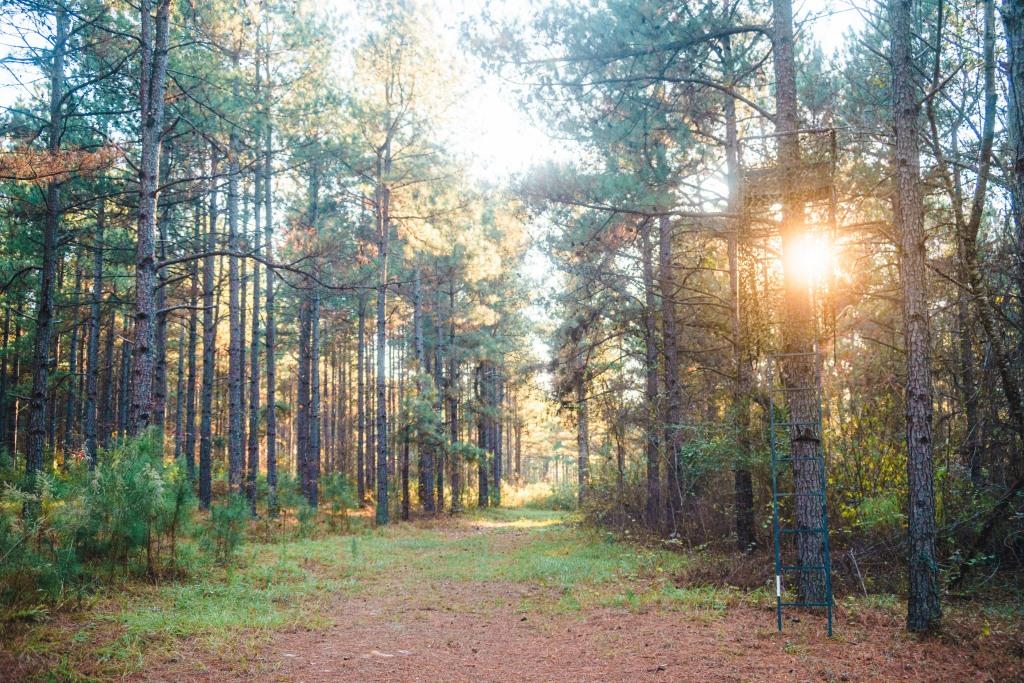 McBean Creek Timber Photo