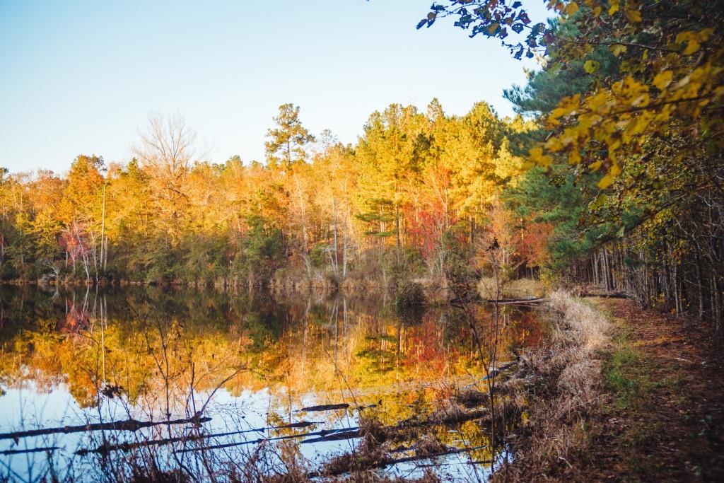 McBean Creek Timber Photo