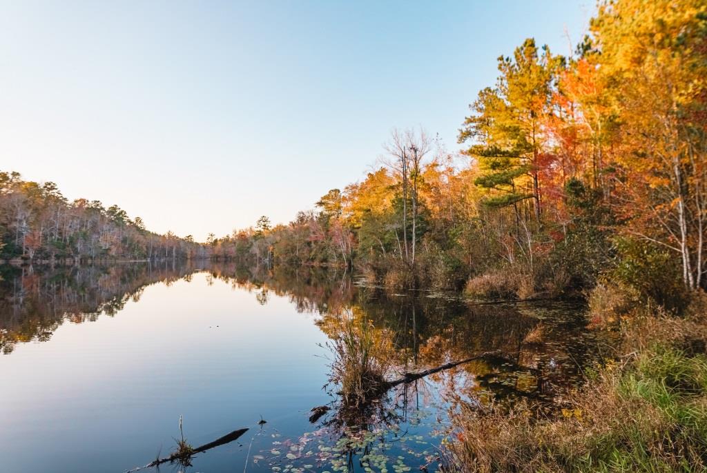 McBean Creek Timber Photo