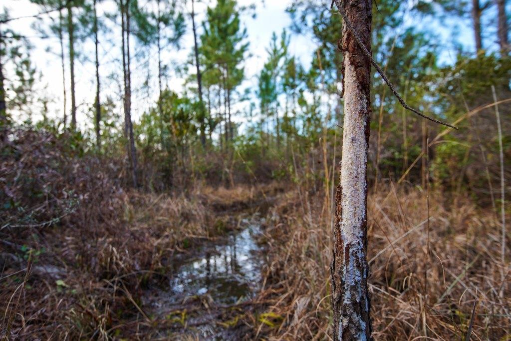 Cowpen Branch Photo