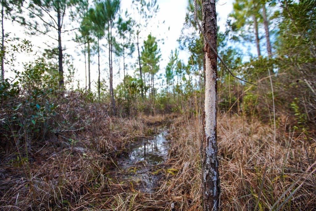 Cowpen Branch Photo