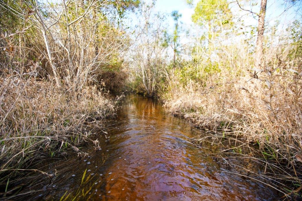 Cowpen Branch Photo