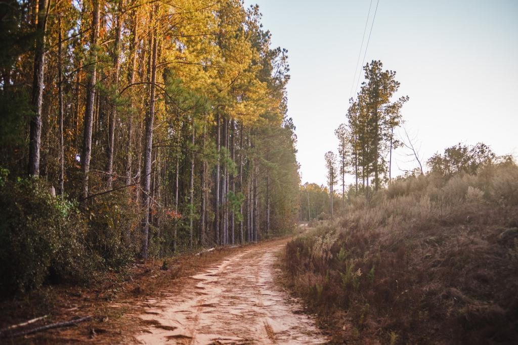 McBean Creek Timber Photo