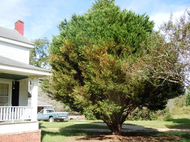 Holland Pines Homeplace Photo