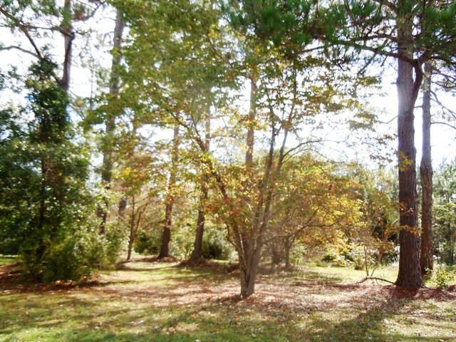 Holland Pines Homeplace Photo