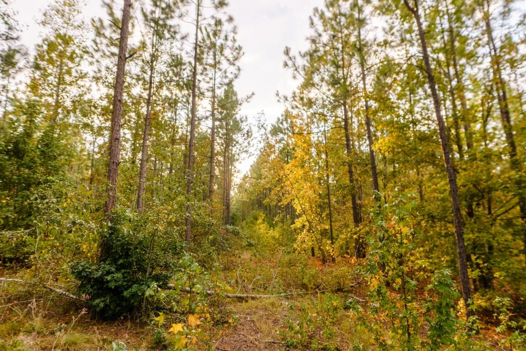 Tiller Pond Photo