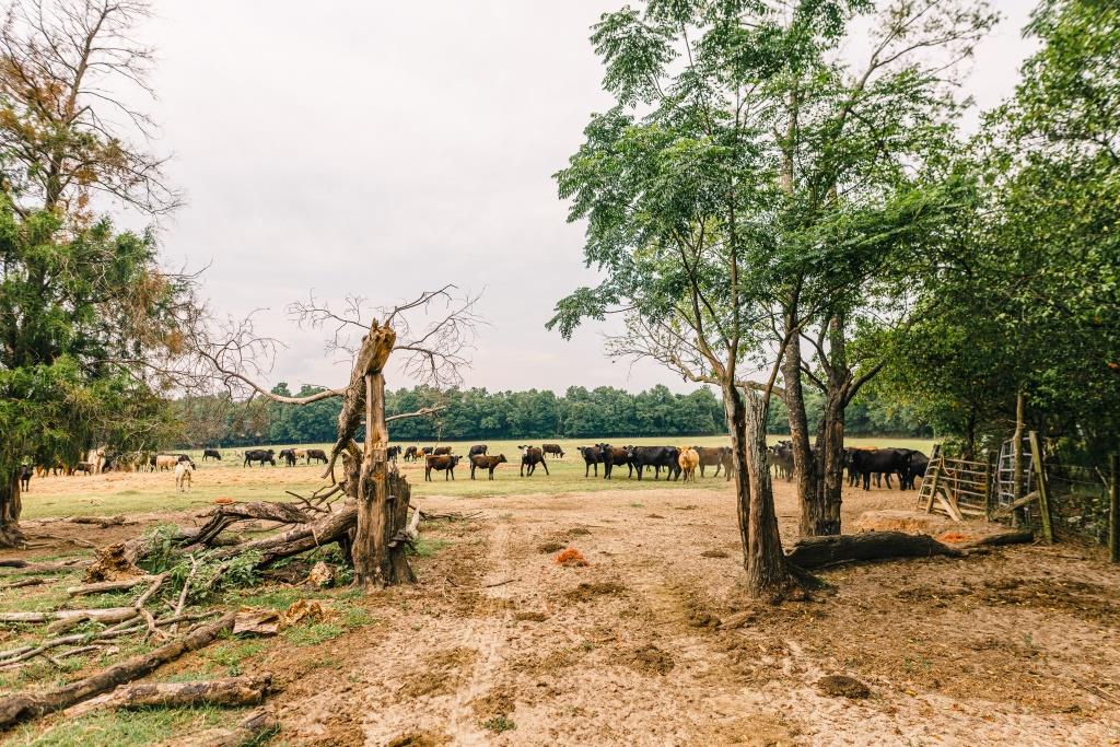 Part of Chickasaw Farm Photo