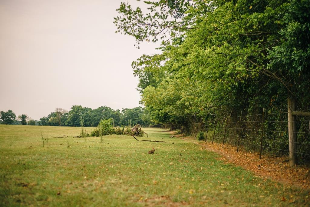 Part of Chickasaw Farm Photo