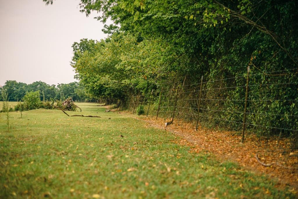 Part of Chickasaw Farm Photo