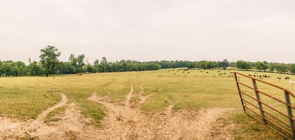 Part of Chickasaw Farm Photo