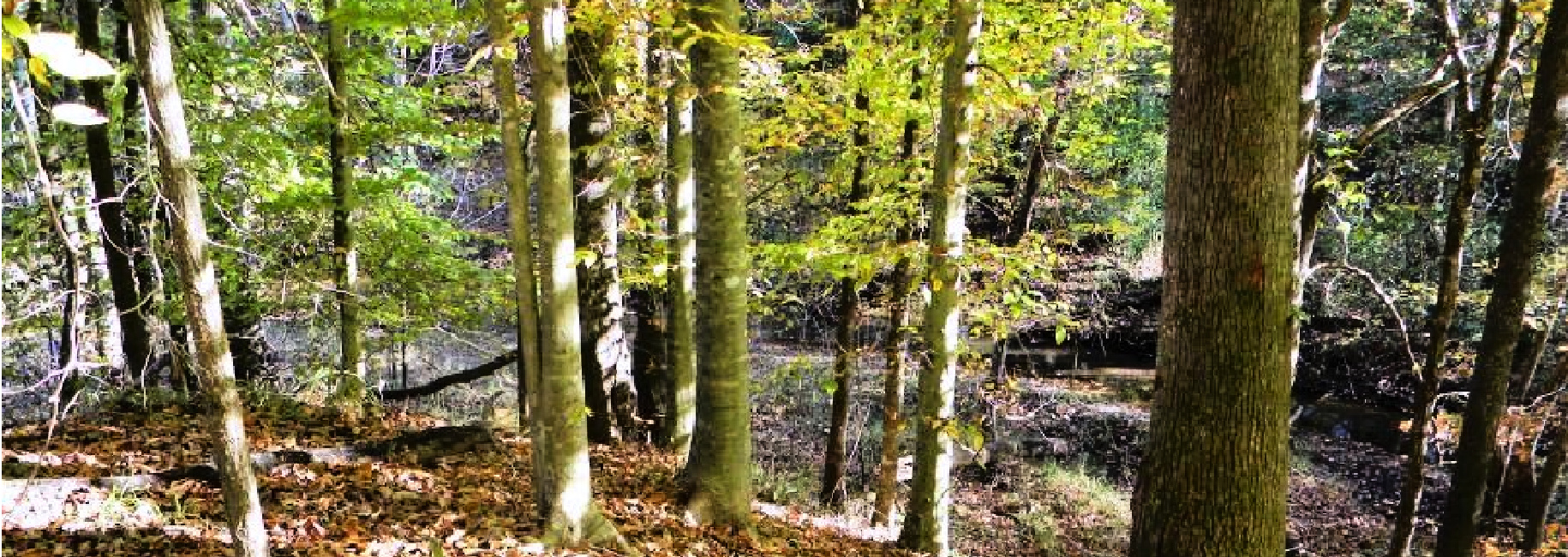 Beaver Dam Pond Main Photo