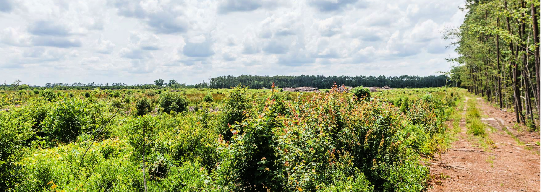 Brantley Timber Tract Main Photo