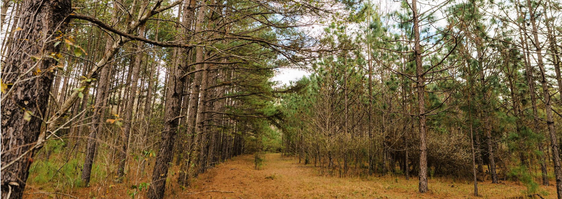 Holland Pines Main Photo