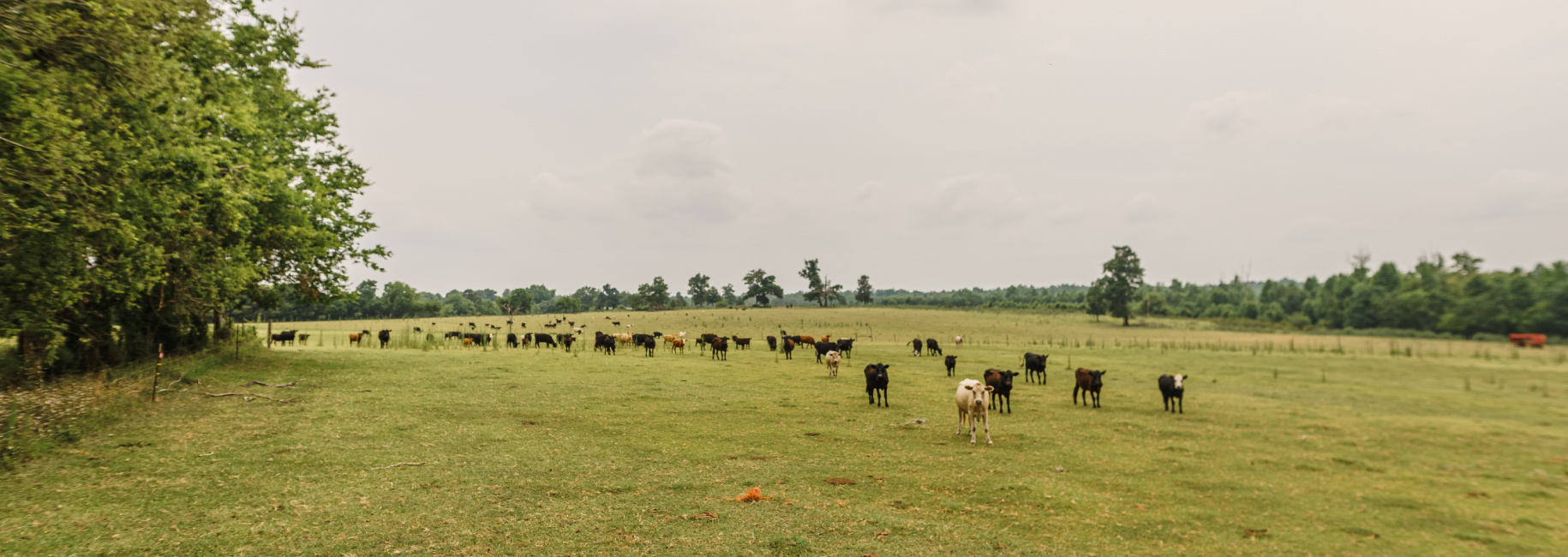 Part of Chickasaw Farm Main Photo