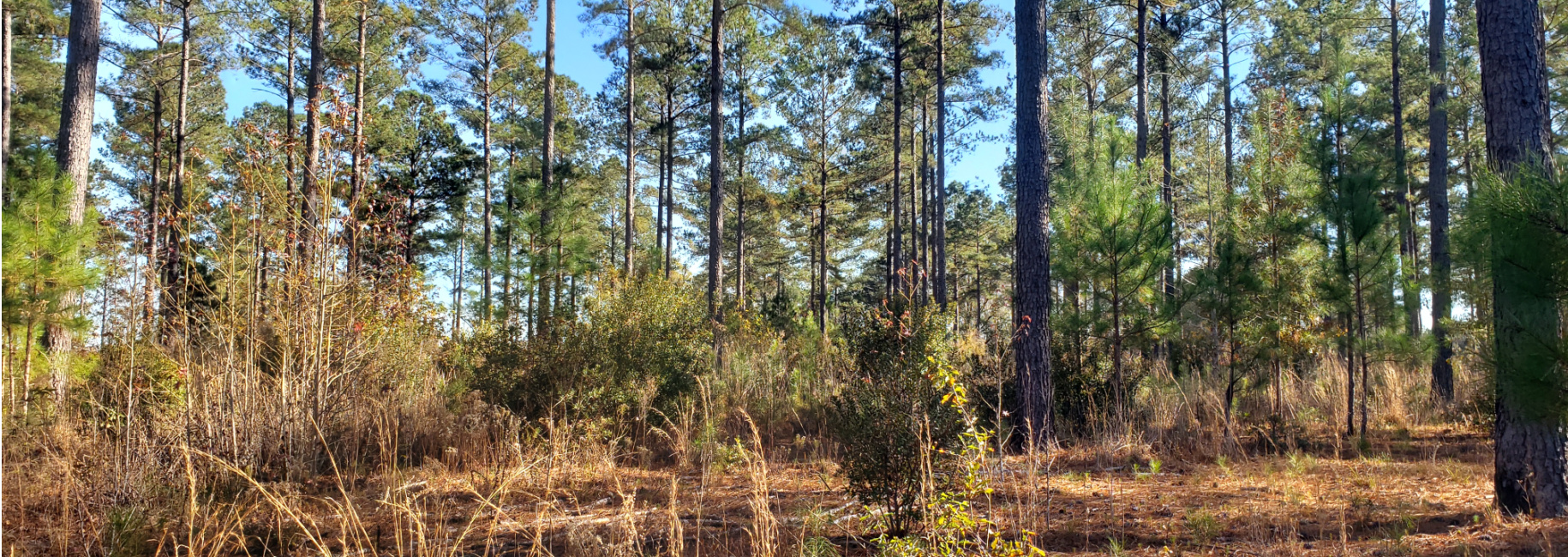 Trout Trail Triangle Main Photo