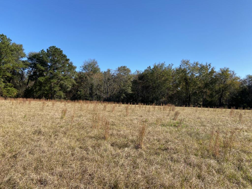 Quail Road Cattle Farm Photo