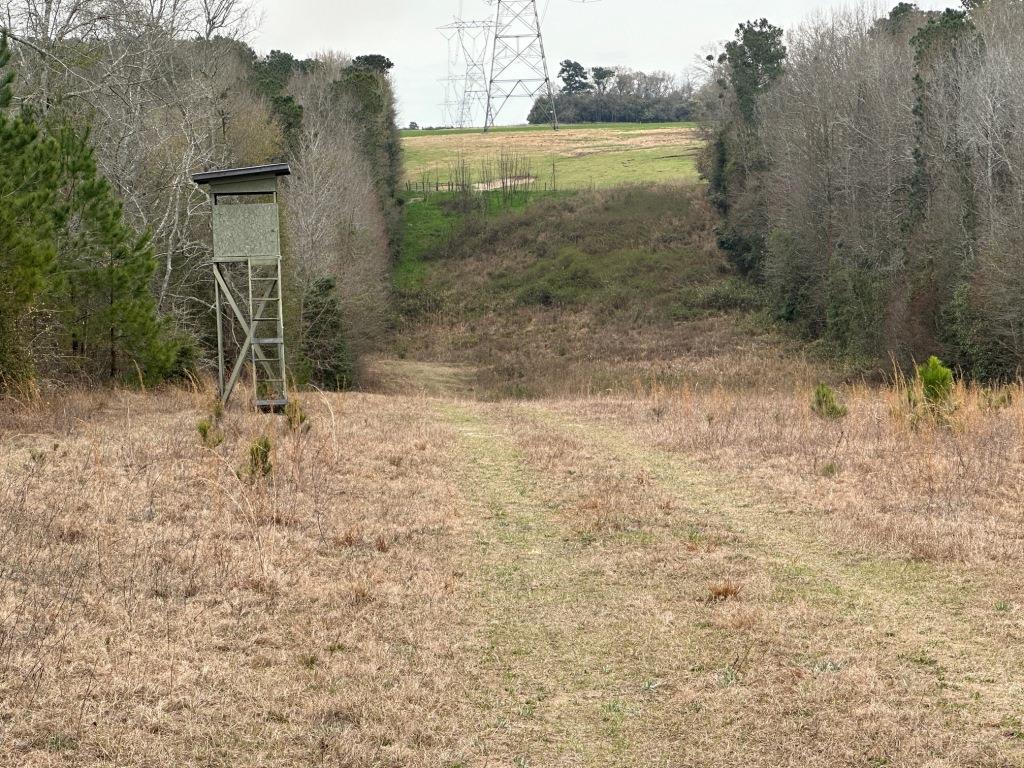 Griffin Landing Timber Photo