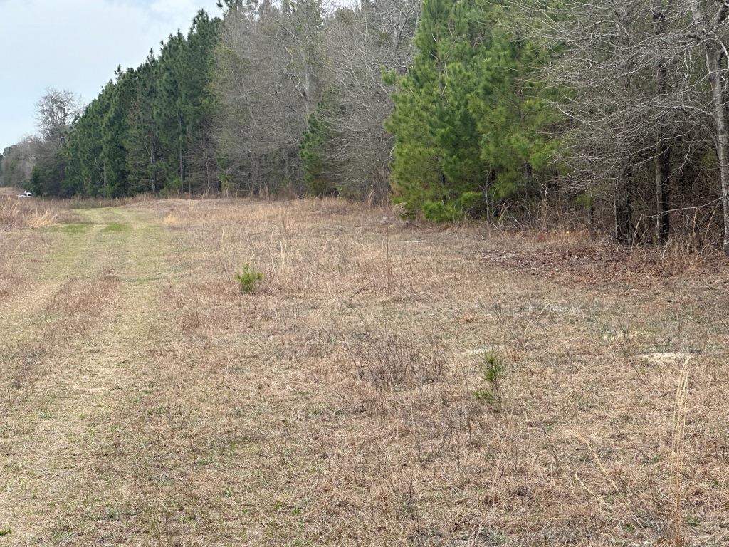 Griffin Landing Timber Photo