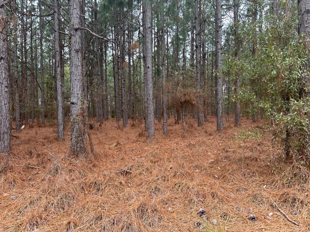 Griffin Landing Timber Photo