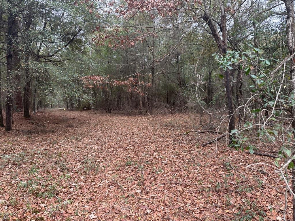 Griffin Landing Timber Photo