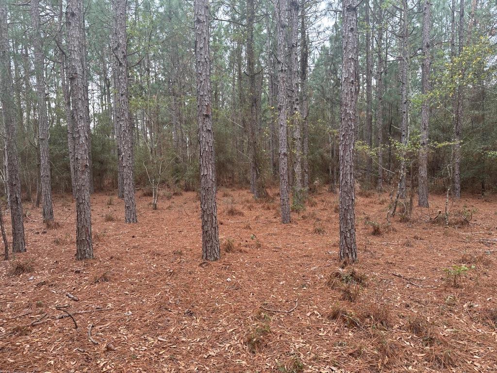 Griffin Landing Timber Photo