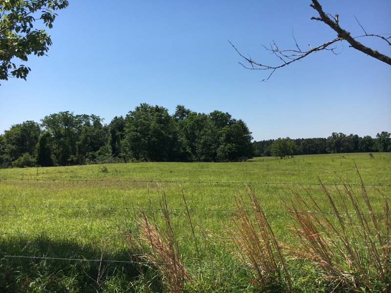 Quail Road Cattle Farm Photo