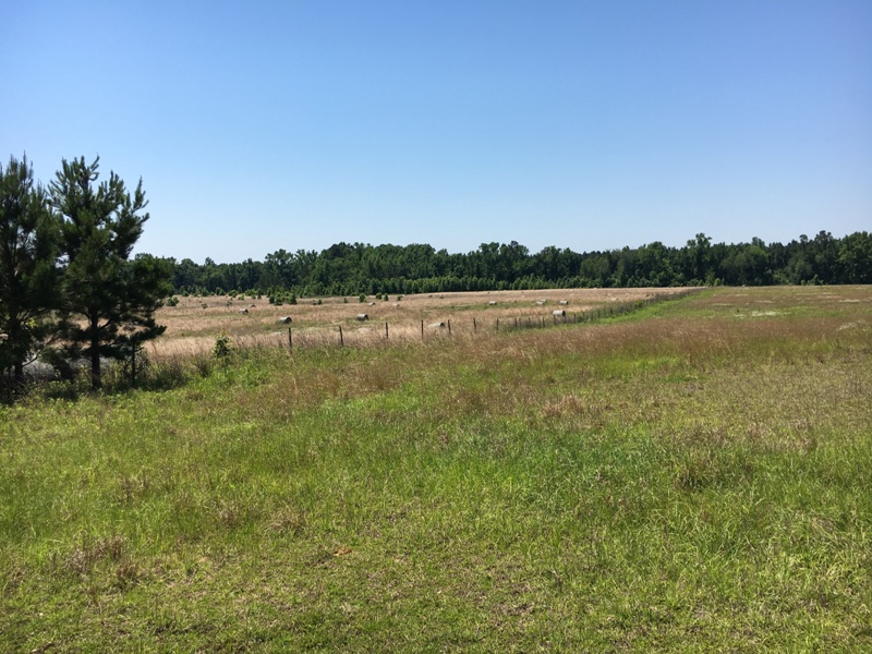 Quail Road Cattle Farm Photo