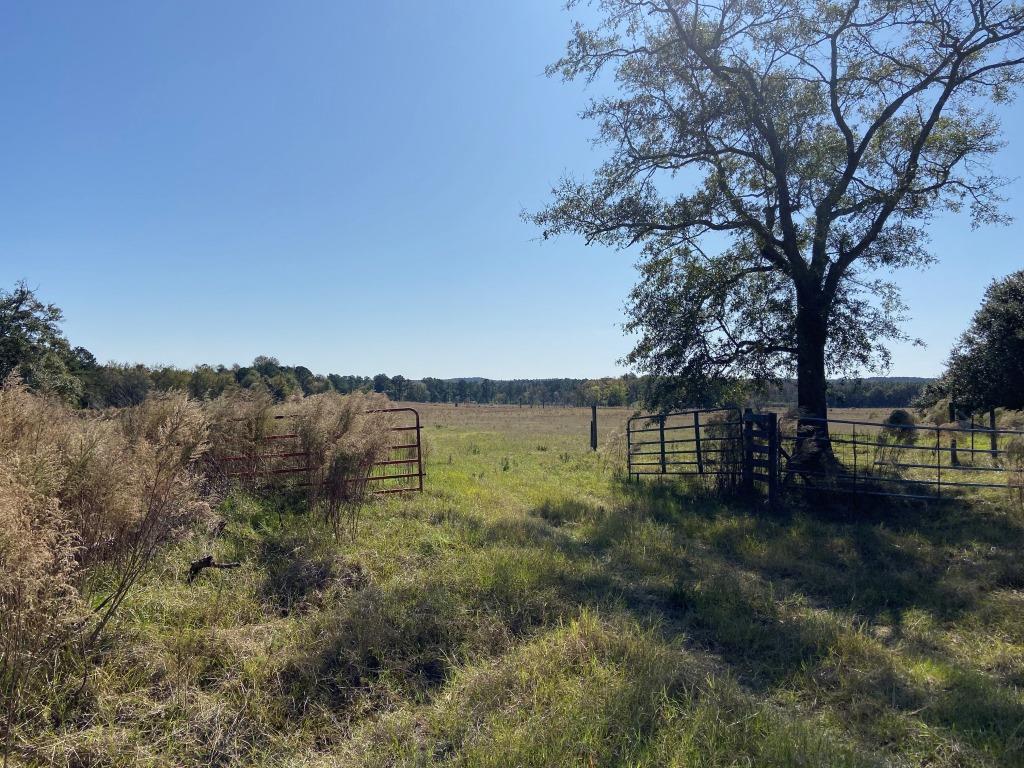 Quail Road Cattle Farm Photo