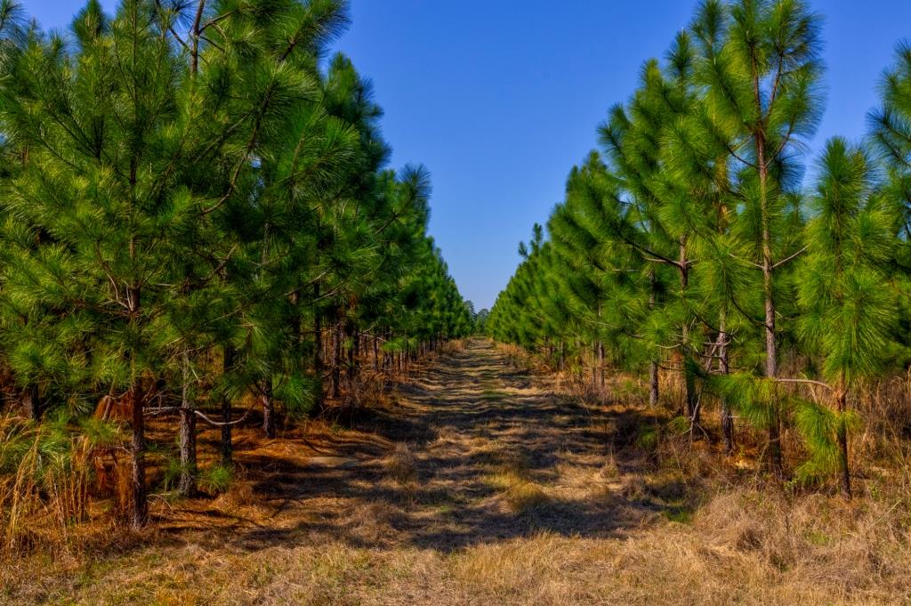 Toombs Mini Farm Photo