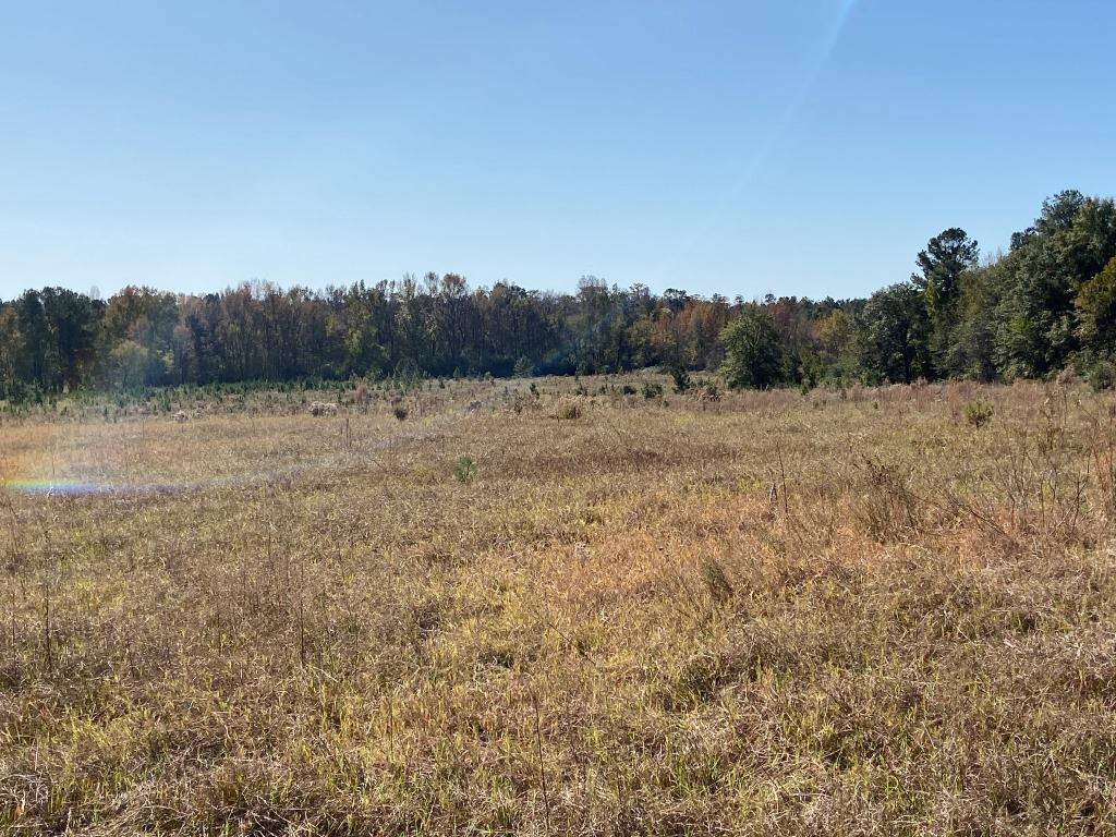 Quail Road Cattle Farm Photo