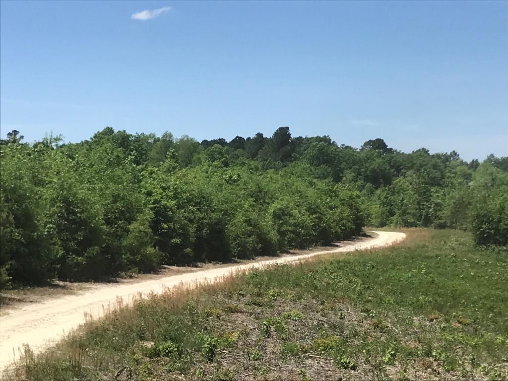 Sardis Pond Photo