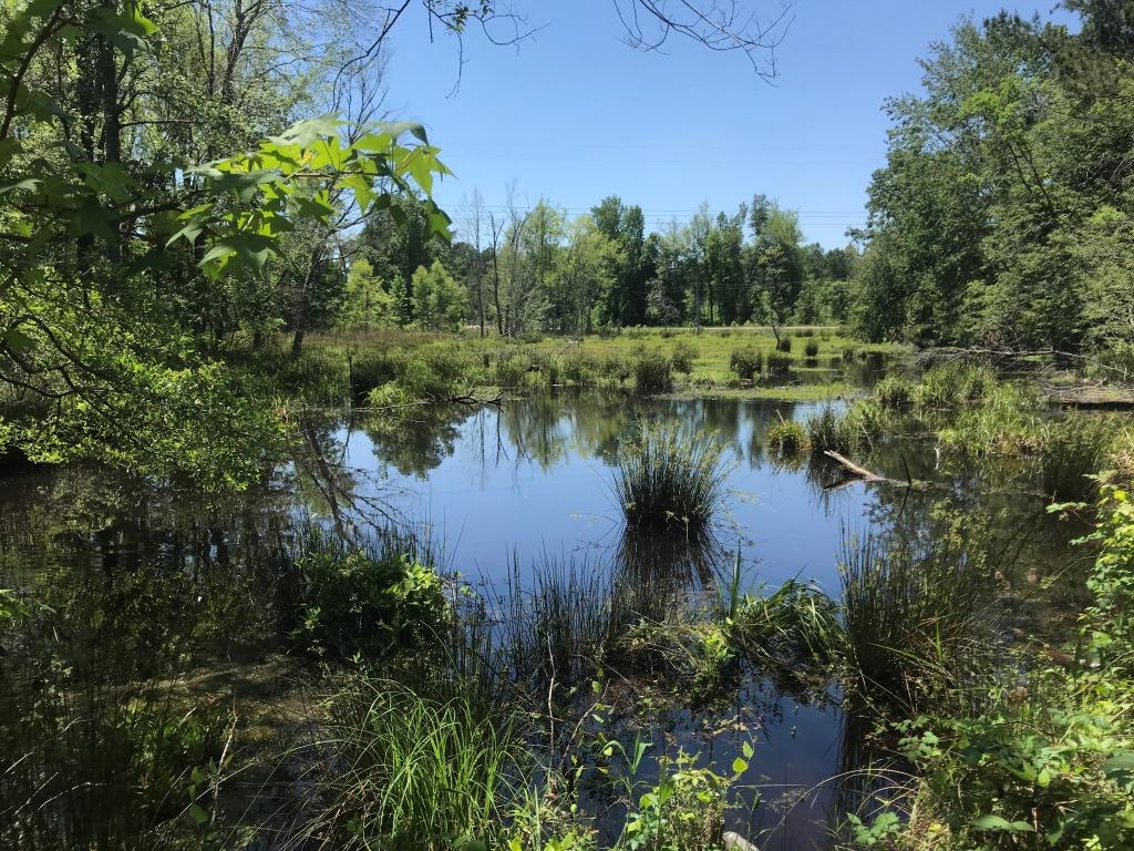 Sardis Pond Photo