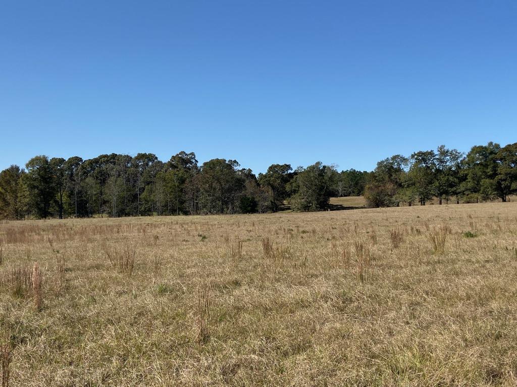 Quail Road Cattle Farm Photo