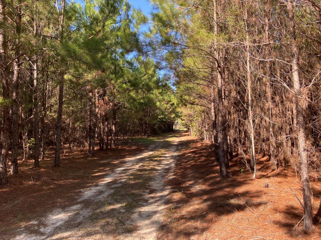 Quail Road Cattle Farm Photo