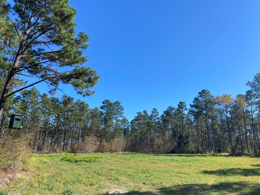 Bobwhite Pines Photo