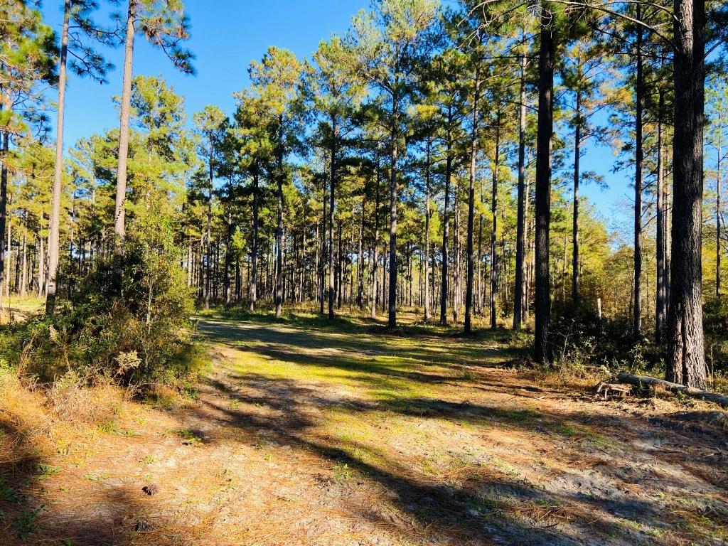 Bobwhite Pines Photo